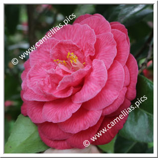 Camellia Japonica 'Rubescens Major'