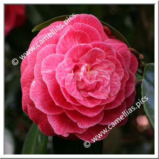 Camellia Japonica 'Rubescens Major'