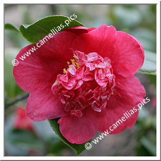 Camellia Japonica 'Rubina'