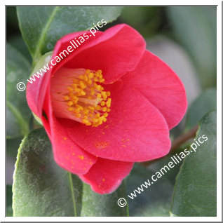 Camellia Japonica 'Rubra'