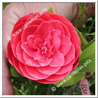 Camellia Japonica 'Rubra Maxima'