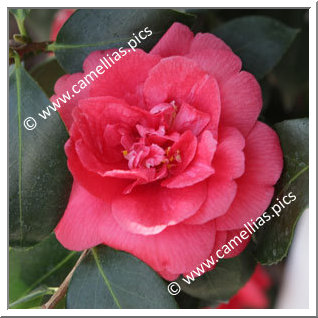 Camellia Japonica 'Rubra Plena'