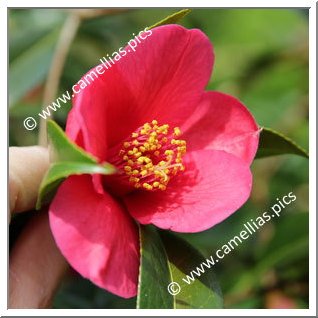 Camellia Hybride C.x williamsii 'Ruby Bells'