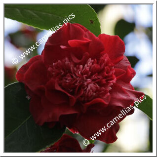 Camellia Hybrid C.x williamsii 'Ruby Wedding'