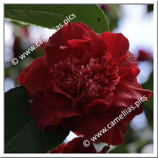 Camellia Hybride C.x williamsii 'Ruby Wedding'