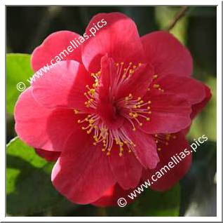 Camellia Japonica 'Ruddigore'