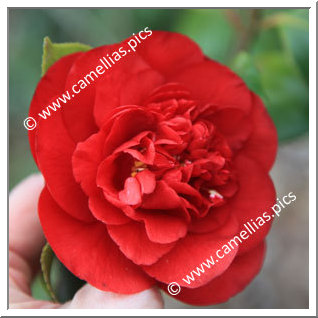 Camellia Japonica 'Rudolph'