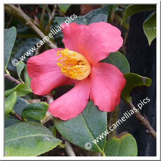 Camellia Botanique C. japonica ssp. rusticana