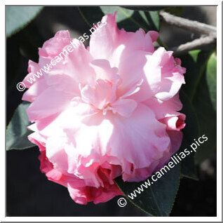 Camellia Hybrid C.reticulata  'Ruta Hagmann'