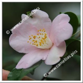 Camellia Hybride 'Ryûkyû-no-kaori'