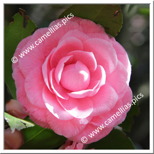 Camellia Japonica 'Sacco'