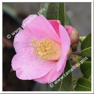 Camellia Species C. saluenensis