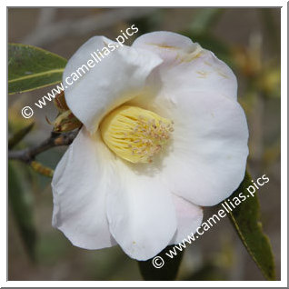 Camellia Botanique C. saluenensis