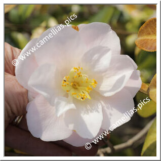 Camellia Hybride 'Salutation'