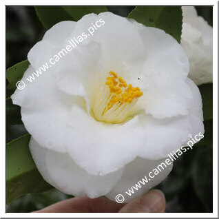 Camellia Japonica 'Shiro-hagoromo'