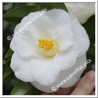 Camellia Japonica 'Shiro-hagoromo'