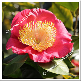 Camellia Camellia Japonica de Higo 'Shugetsu'