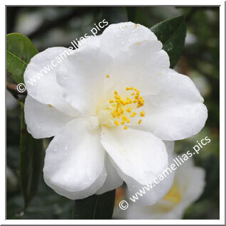 Camellia Japonica 'Shûsô'
