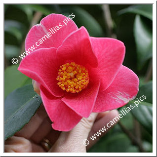 Camellia Japonica 'Souvenir de Louis Sander'