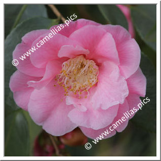 Camellia Hybride 'Souza's Pavlova'