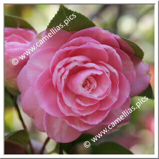 Camellia Japonica 'Madame de Strekaloff'