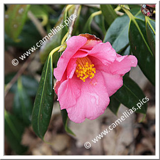Camellia Botanique C. subintegra