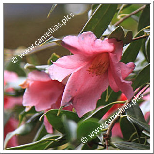 Camellia Species C. subintegra