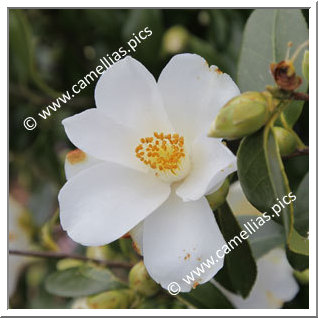 Camellia Hybride C.x williamsii 'Super Star'