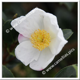 Camellia Hybride 'Survivor (Parks)'