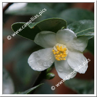 Camellia Species C. tenuiflora