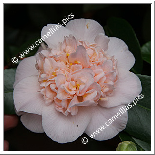 Camellia Hybride C.x williamsii 'Toni Finlay's Fragrant'