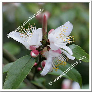 Camellia Botanique C. transarisanensis