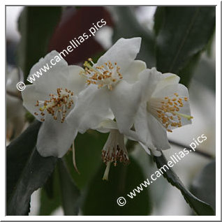 Camellia Botanique C. tsaii