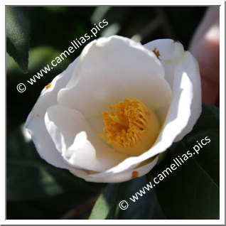 Camellia Japonica 'Usu-seiôbo'