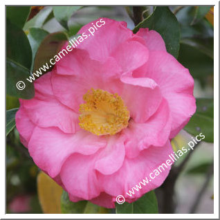 Camellia Hybrid C.x williamsii 'Utsukushi-asahi'