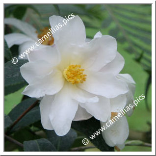 Camellia Species C. vernalis