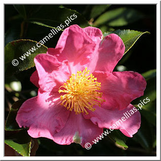 Camellia Sasanqua 'Vicomte de Noailles'