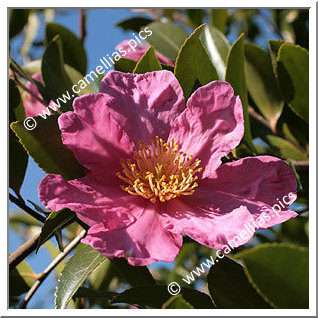 Camellia Sasanqua 'Vicomte de Noailles'