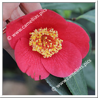 Camellia Japonica 'Villa Madre'