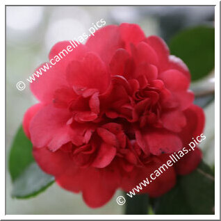 Camellia Japonica 'Vilar d'Allen'