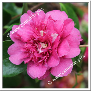 Camellia Japonica 'Violet Bouquet '