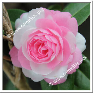 Camellia Hybride C.x williamsii 'E.G. Waterhouse Variegated'