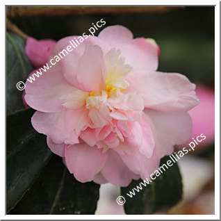 Camellia Hybride 'Winter's Charm '