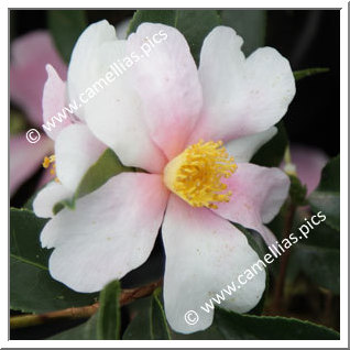 Camellia Hybride 'Yume'