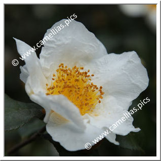 Camellia Botanique C. yunnanensis