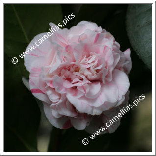 Camellia Japonica 'Zebulon'