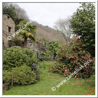 Private Garden - Near the Lake Maggiore, in Cannero Riviera (VB) Private Garden - Near the Lake Maggiore, in Cannero Riviera (VB)