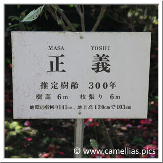 Its measurements are indicated on the sign, the girth is 120 cm (47,25 inches)...