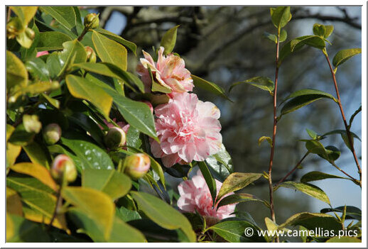 'Kick-Off'</a>, photographed in the hedge.<a>