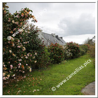 Private Garden - Near the sea in Finistère